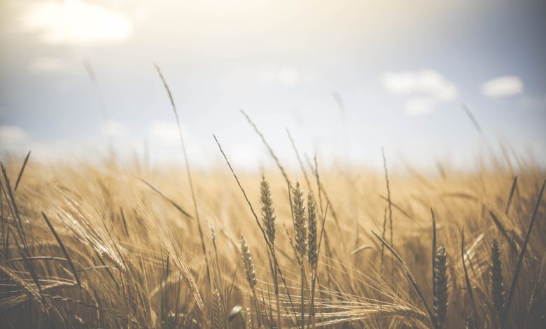 wheat g5c2195155 1920