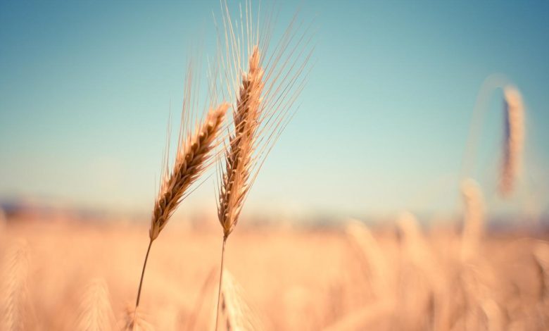 wheat 865152 1280