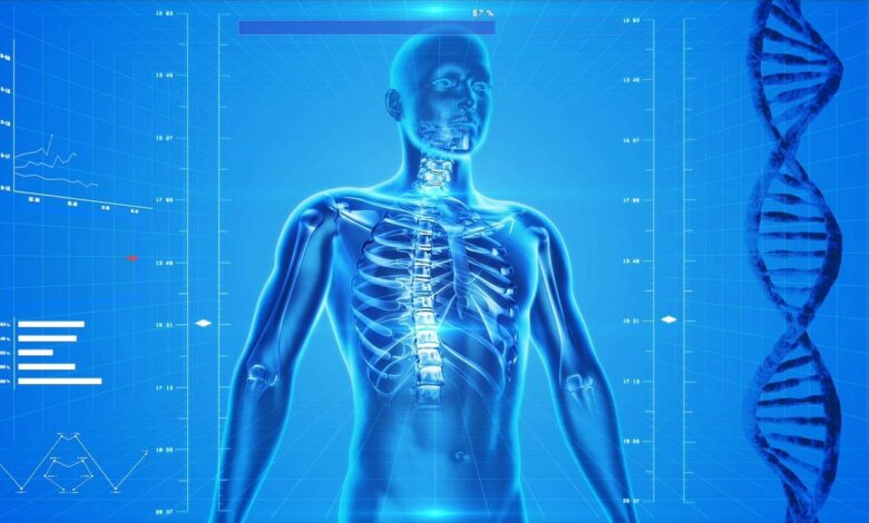 human skeleton 163715 1280