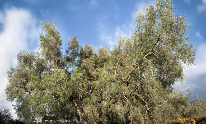 Ulivo piu rande del mondo Fara in Sabina