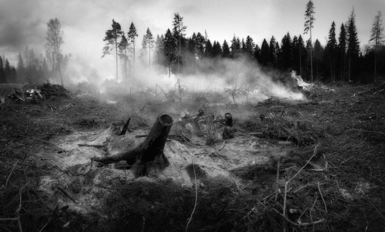 the forest fell 2370996 1920