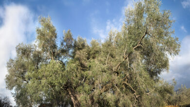 Ulivo piu rande del mondo Fara in Sabina